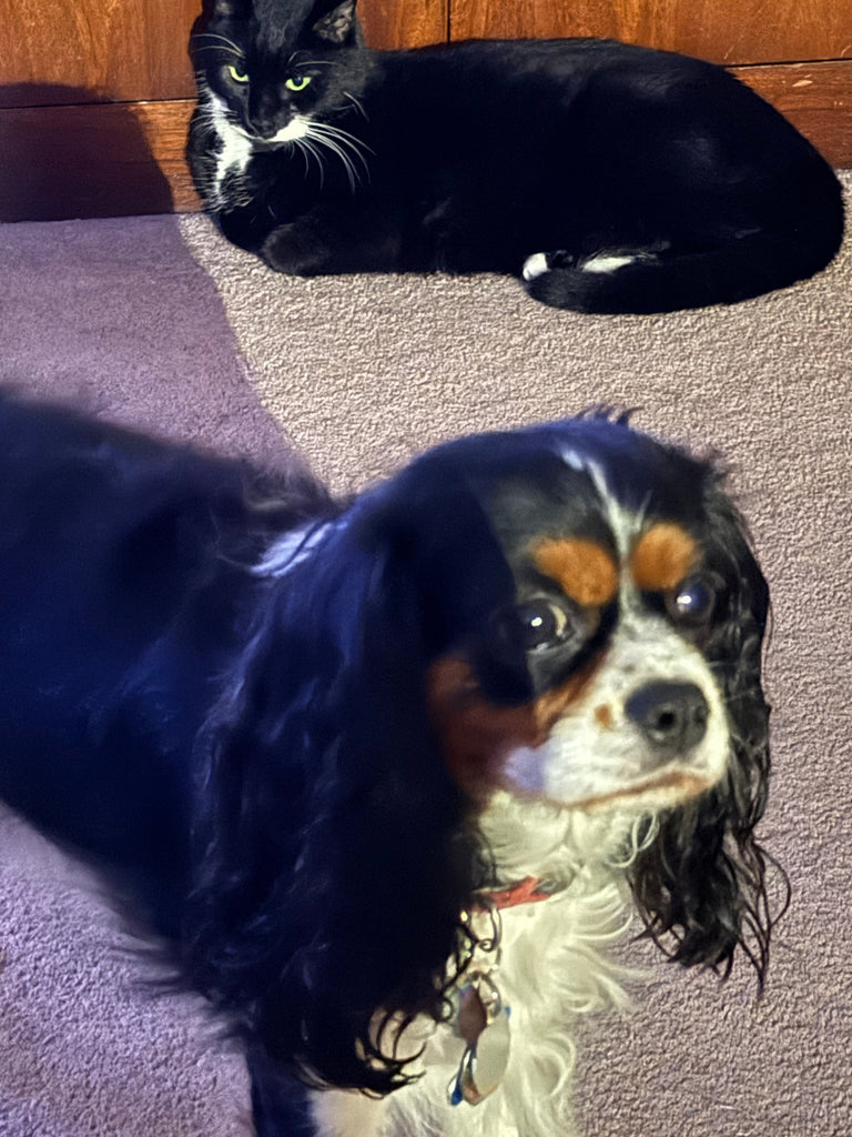 Celeste Oliva Autumn and Winter Hours/Windy Days (8 N Main St, Concord NH upstairs)