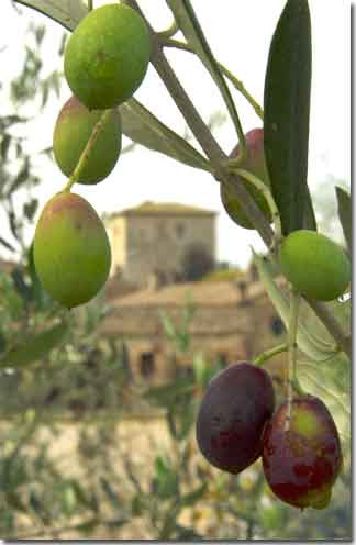 Southern Hemisphere Extra Virgin Olive Oils now in!